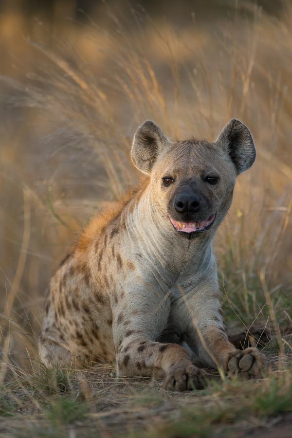 Southern Sands Eco Lodge Hoedspruit Dış mekan fotoğraf