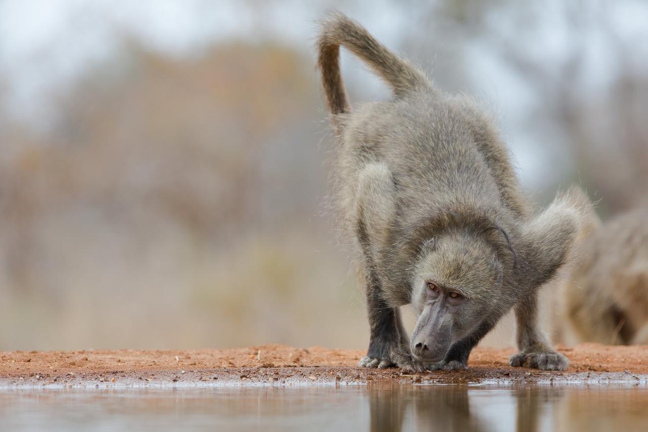 Southern Sands Eco Lodge Hoedspruit Dış mekan fotoğraf